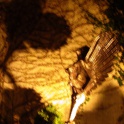 Essen Phoenix At Night