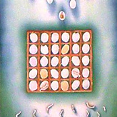 Ode to the Silk Moth