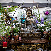 lotusbuddhafield's picture