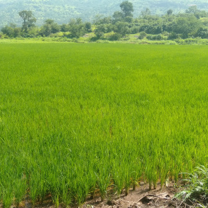 Rice field