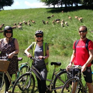 The Sangha Cycle in the Phoenix park with the background of deer grazing very close by