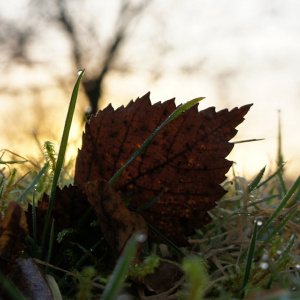 Leaf in a field