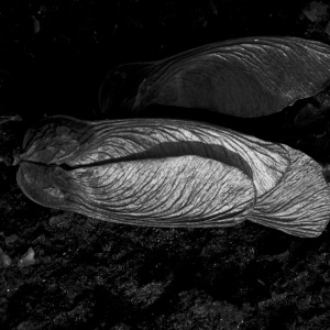 Untitled photograph by Sahajatara