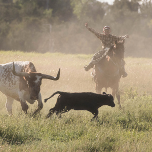 a real cattle herder in Montana, photo by Brian Perkes