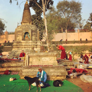Species diversity at the Mahabodhi Temple