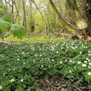 (wood anemone, celandine, sycamore, small-leaved lime)