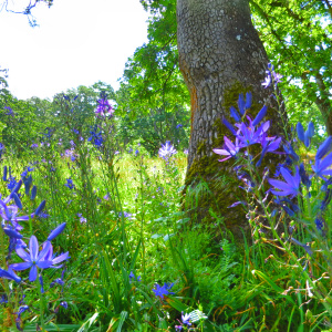 Camas and Garry oak