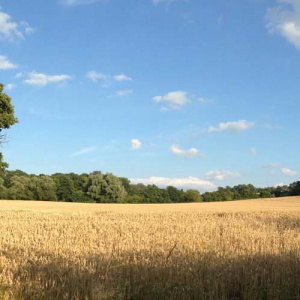 Wheatfield opposite Adhisthana