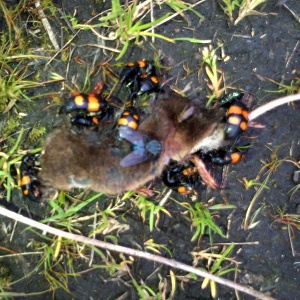 Brightly coloured beetles eating a dead shrew