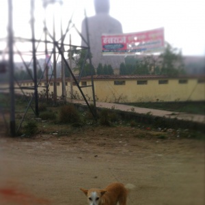 The Buddha and the dog