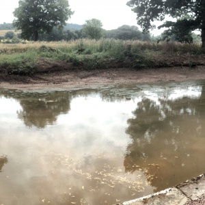 sanghadeva laying the lawn